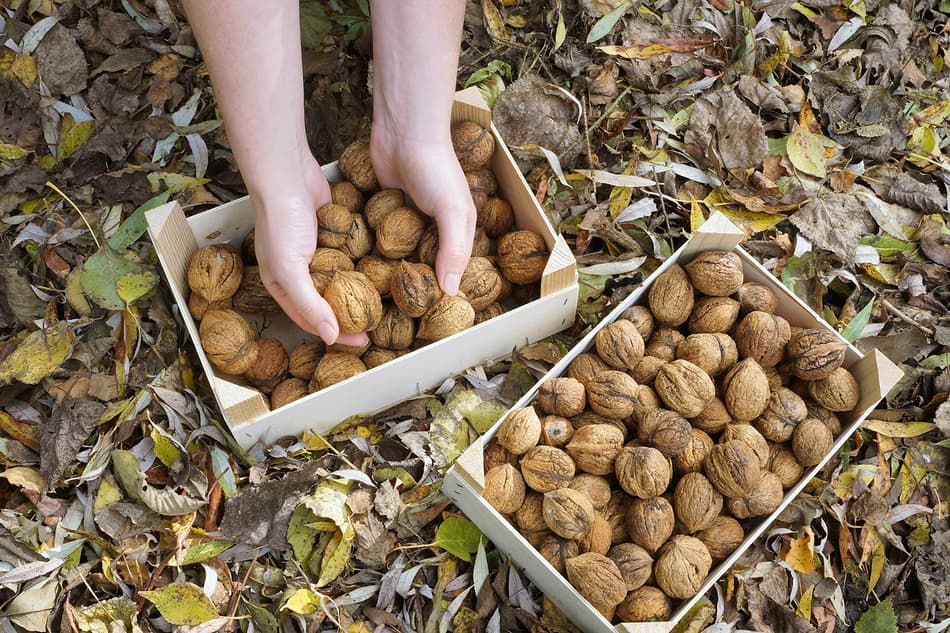 Hands full of nuts