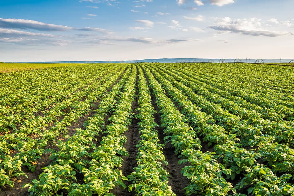 Potato field