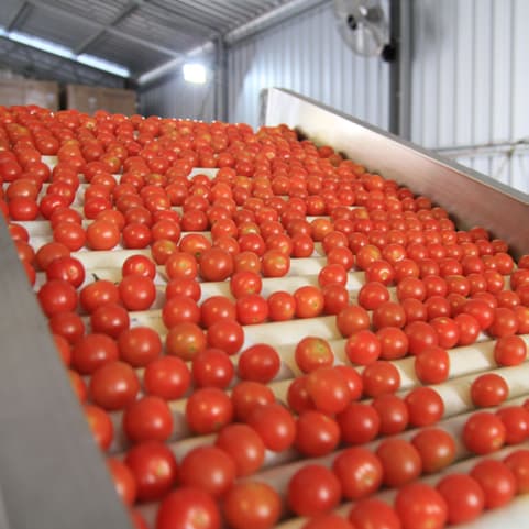 Tomato picture_4