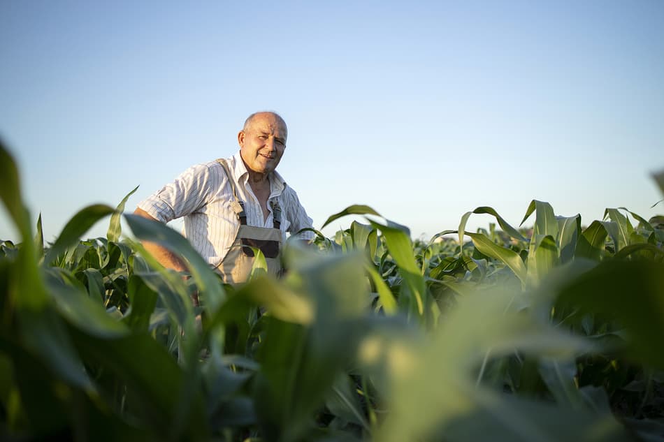 Man in field