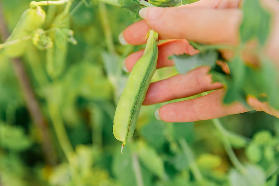 picking greens