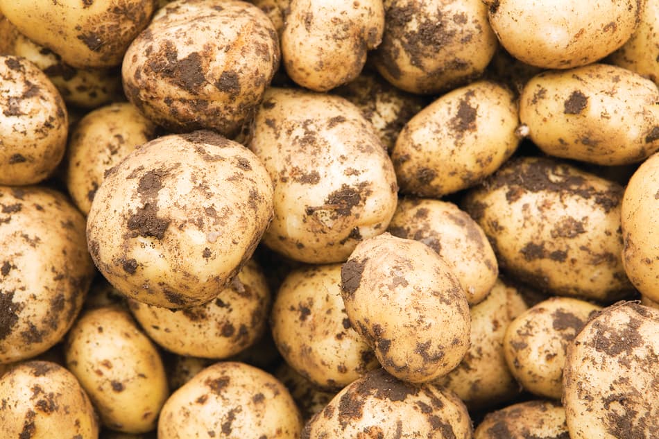 TOMRA unwashed potatoes sorting