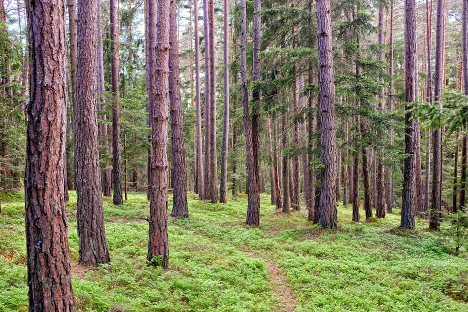 TOMRA_Trees are circular by nature-web ver