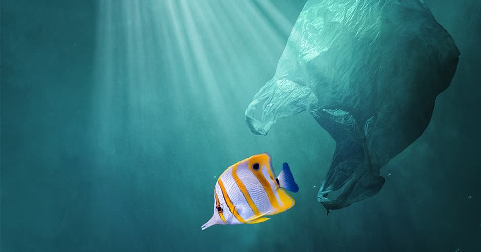 plastic pollution fish sea